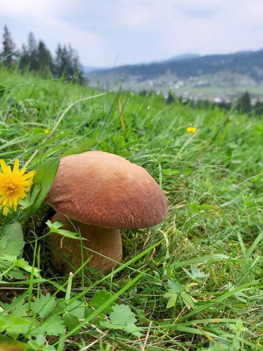 Від власника земельна ділянка під забудову!