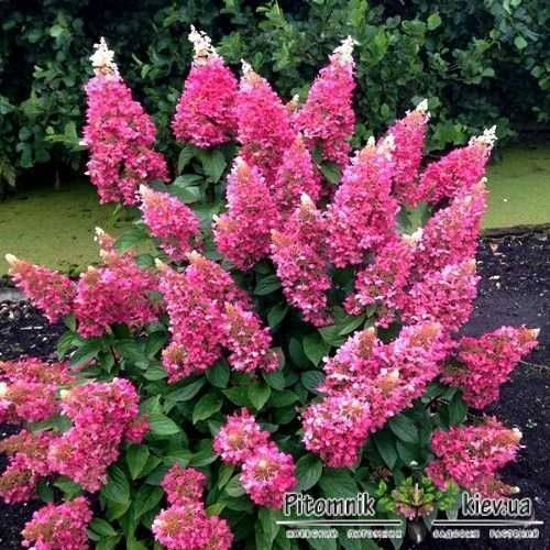 Саджанці гортензії (Роздріб, Опт, Дроп)/ Саженцы гортензии ЗКС