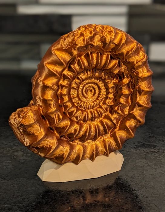 Ammonite Multicolor Autêntico para Exibição