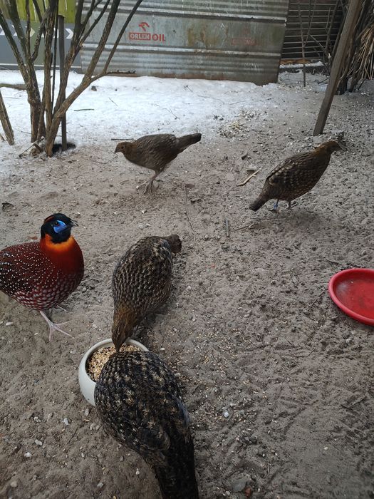 PTragopan tyminek kurki