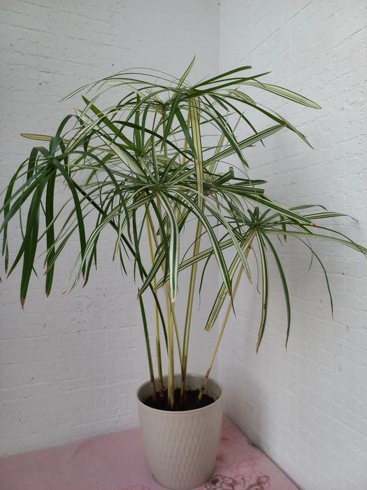 Циперус варієгатний вариегатный