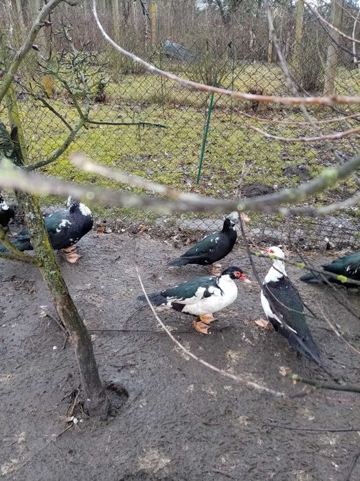 Sprzedam Kaczki francuskie