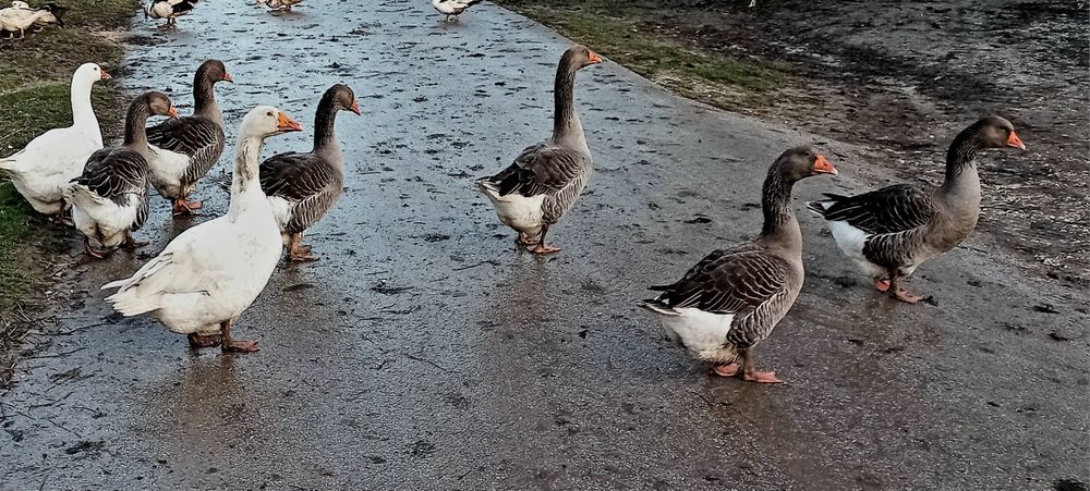 Sprzedam gęsi i kaczki