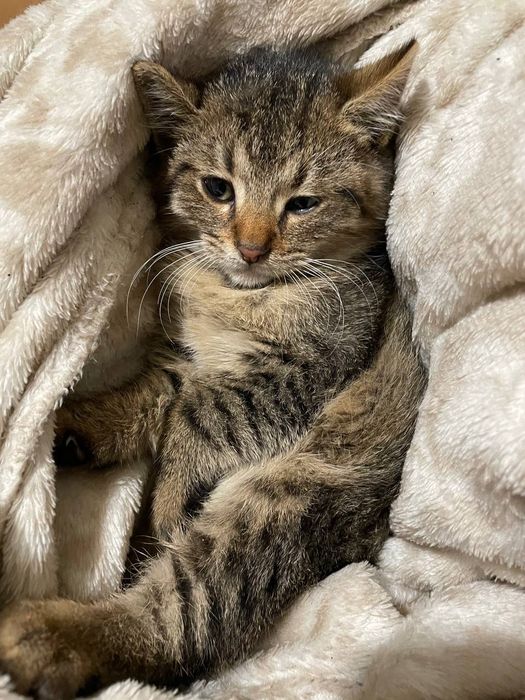 Кошеня безкоштовно