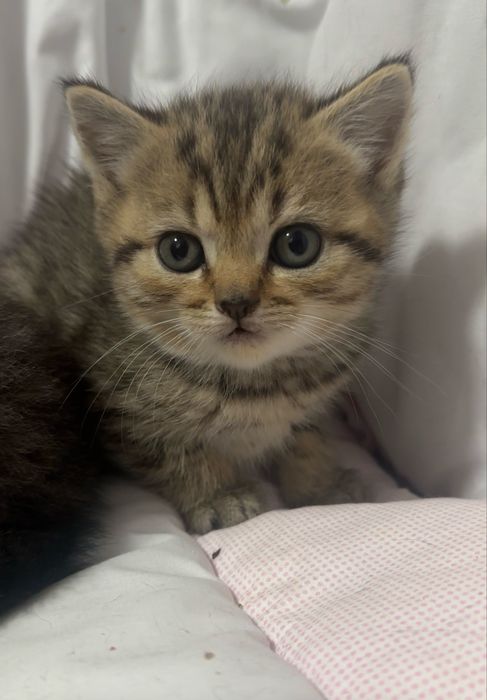 Шотландский котик