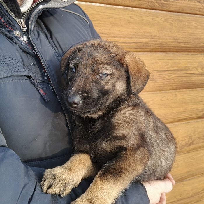 Продам щеня вівчарки