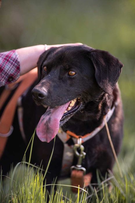 Bruno - super pies w typie labradora, bardzo przyjazny ADOPCJA