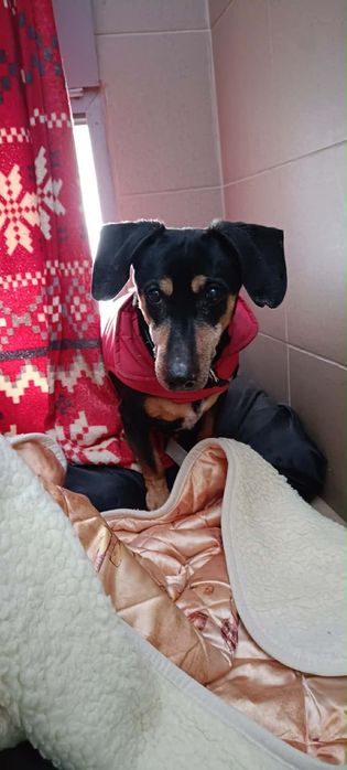 FANTI - senior w typie jamnika