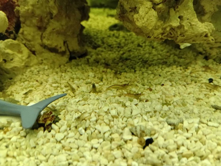 Акваріум з різними видами риб, рослин, креветок функціонує без світла