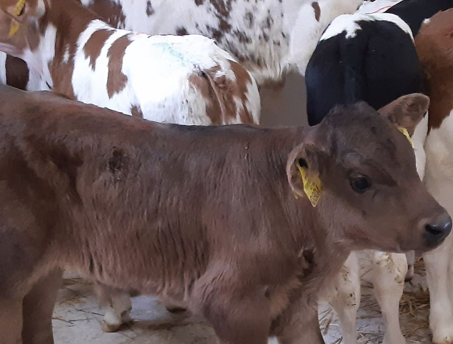 Sprzedam cielaki mięsne