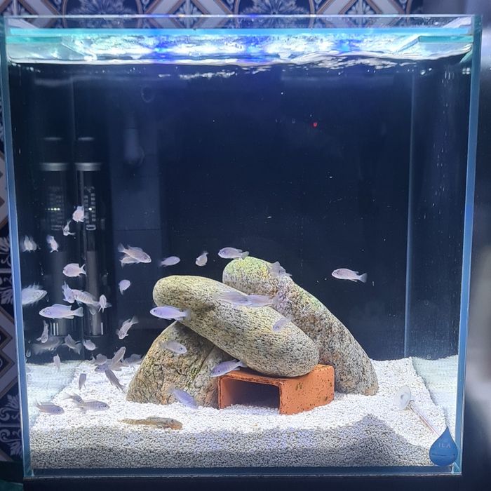 Ciclideos Africanos Malawi