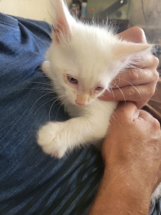 gatinho muito meigo