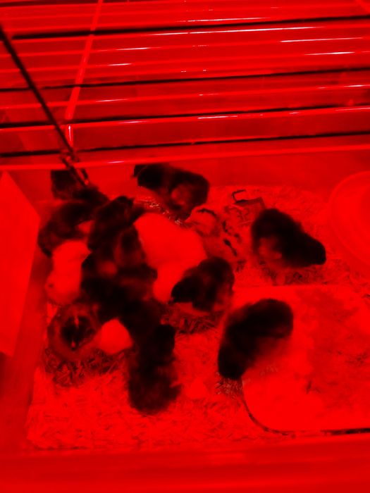 Kurczęta marans 2,5-tygodniowe