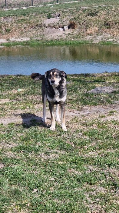 Lili bardzo grzeczna suczka do adopcji.