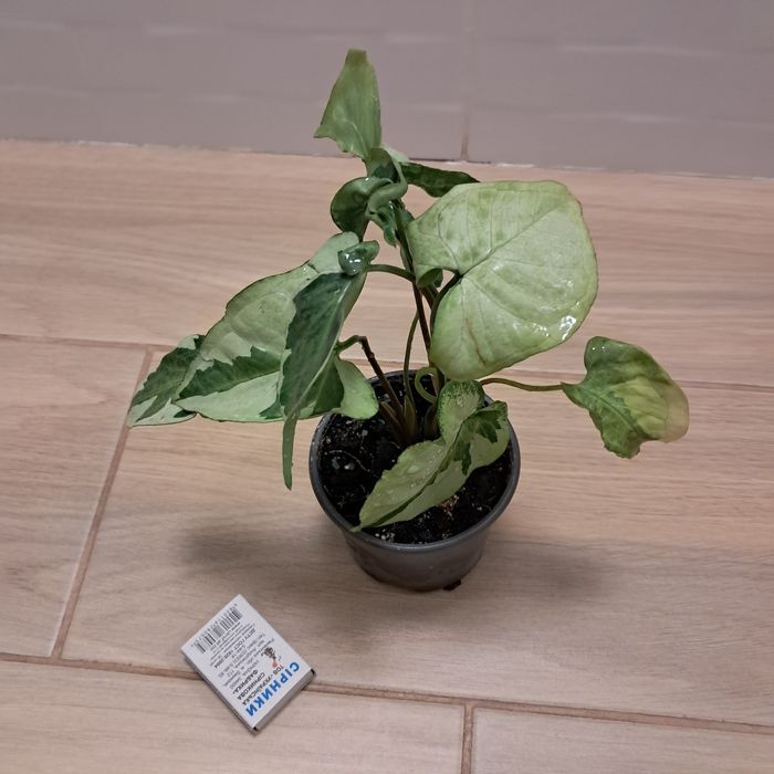 Сингониум  неон, манго, три короля . Взрослые, домашние. Недорого.