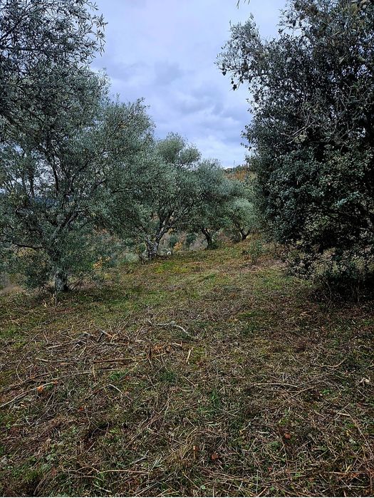 Terreno - Olival - Castelo Bragança
