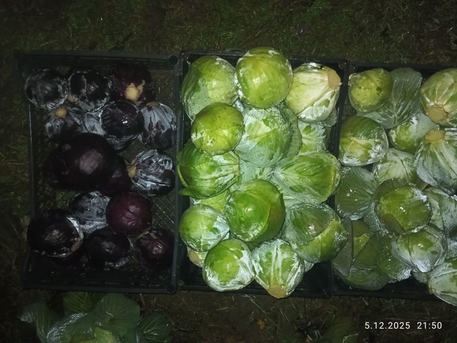 Czosnek kapusta wysyłka