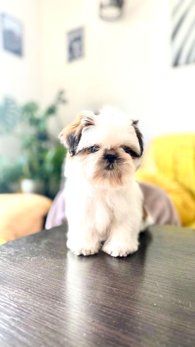 Przebadana suczka Shih Tzu z rodowodem