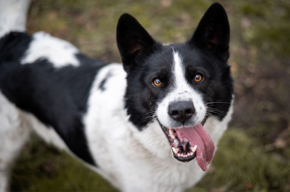 Pies o nietuzinkowej urodzie: mix Husky i Border Collie w schronisku.