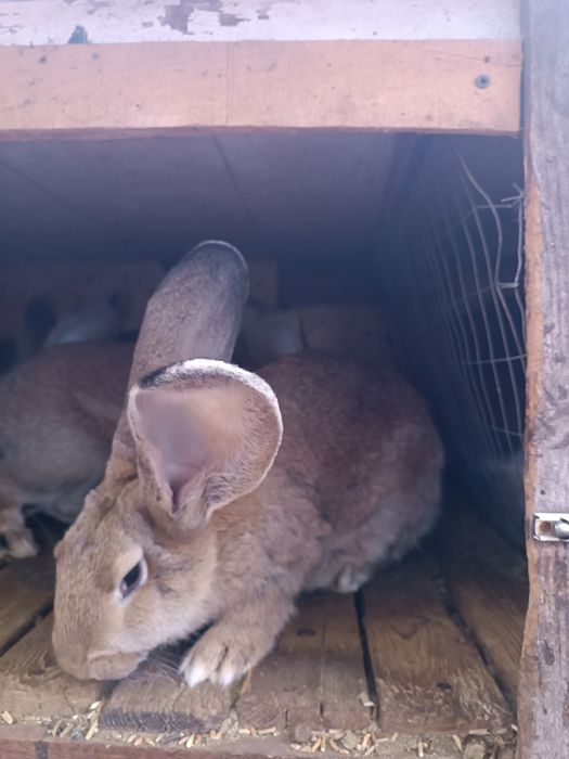 Продам  кроликів велетнів.