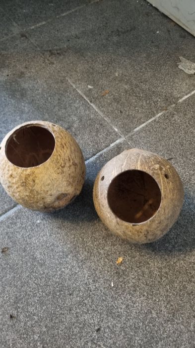 Artigos para hamster