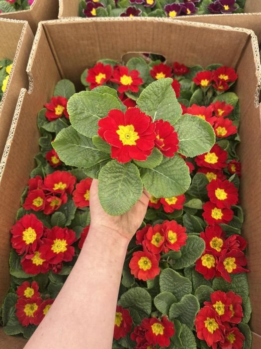 Примала в наявності стаканчик F10