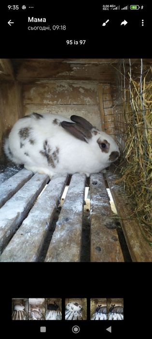 Продам  молодняк кролів