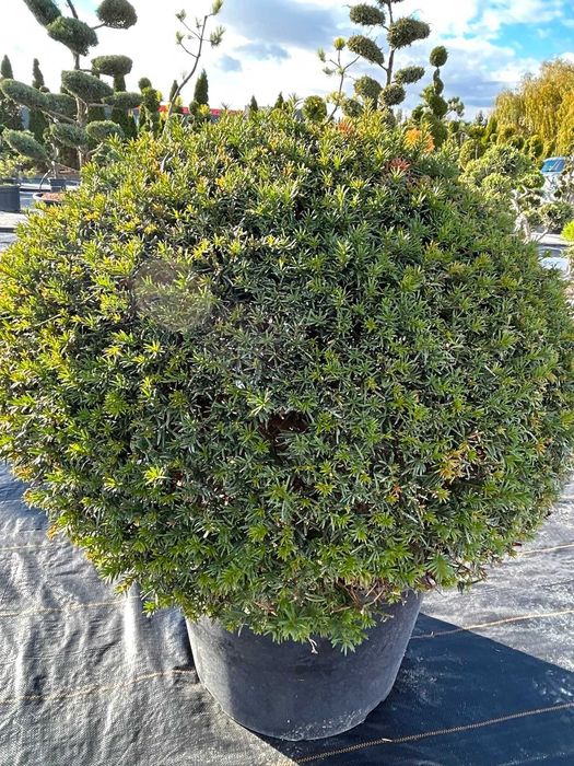 Krzewy formowane - Bonsai