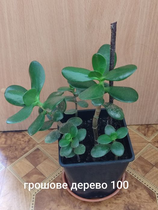 Вазони ціни на фото