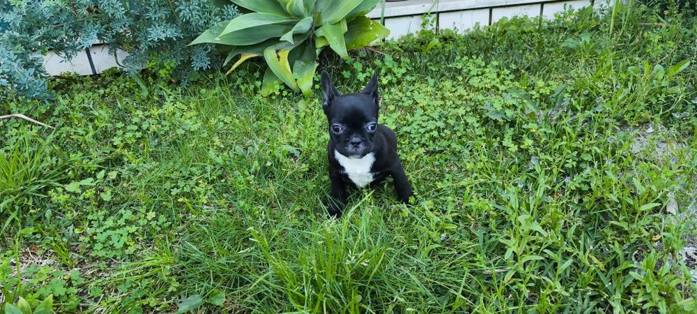 Bulldog francês fêmea criado em ambiente familiar disponível para entr