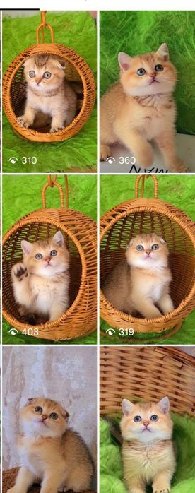 Красивые шоу класа котята золотая шиншилла
