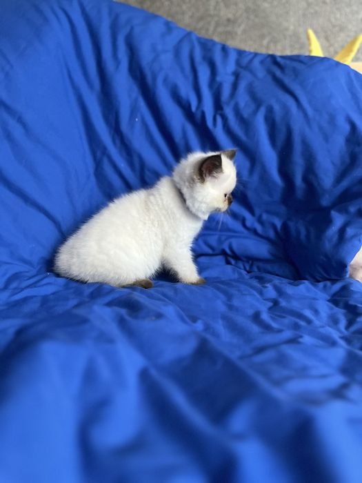 Шотландський котик.Хлопчик страйт