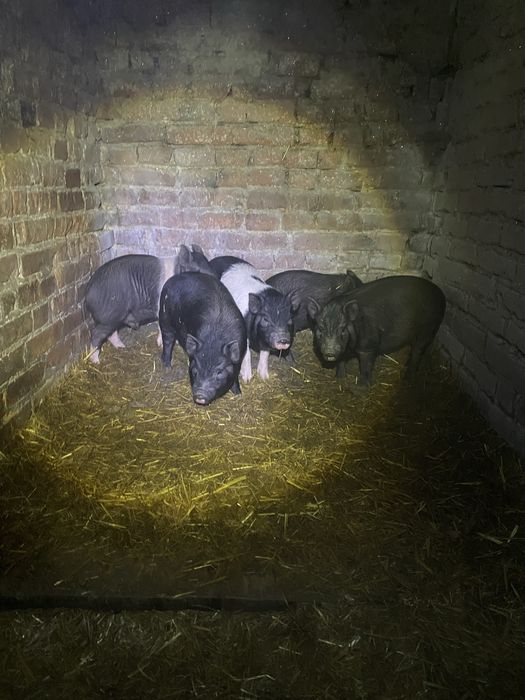 Поросята вʼєтнамські