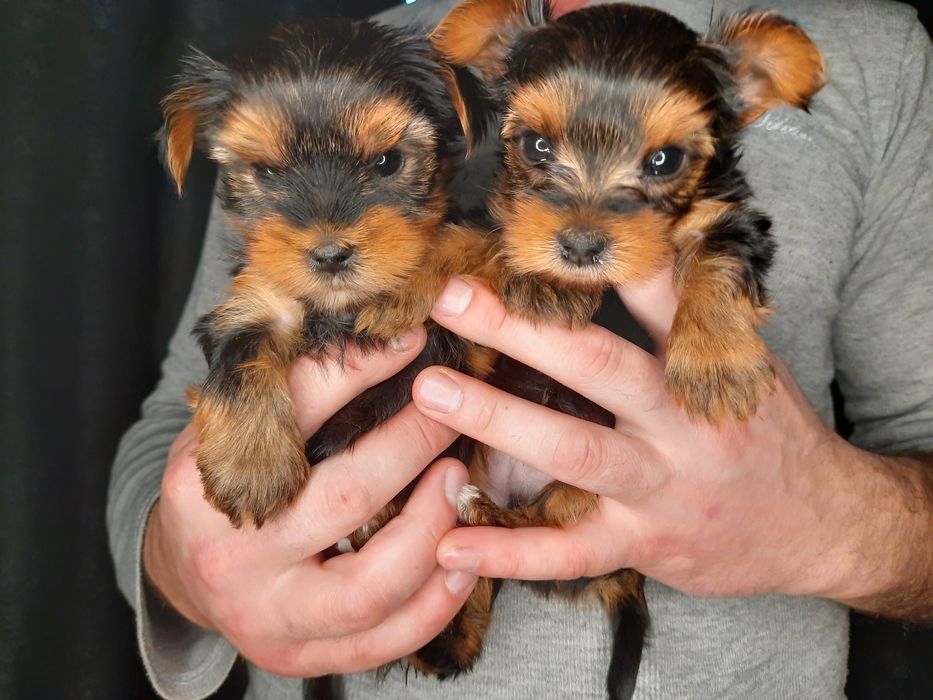 Обаятельные и привлекательные