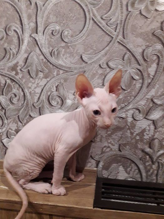 Донской сфинкс вязка