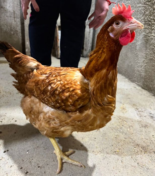 Кури несушки та яйця на продаж