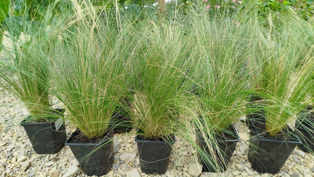 Ostnica PONY TAILS zestaw 10 szt. 1L