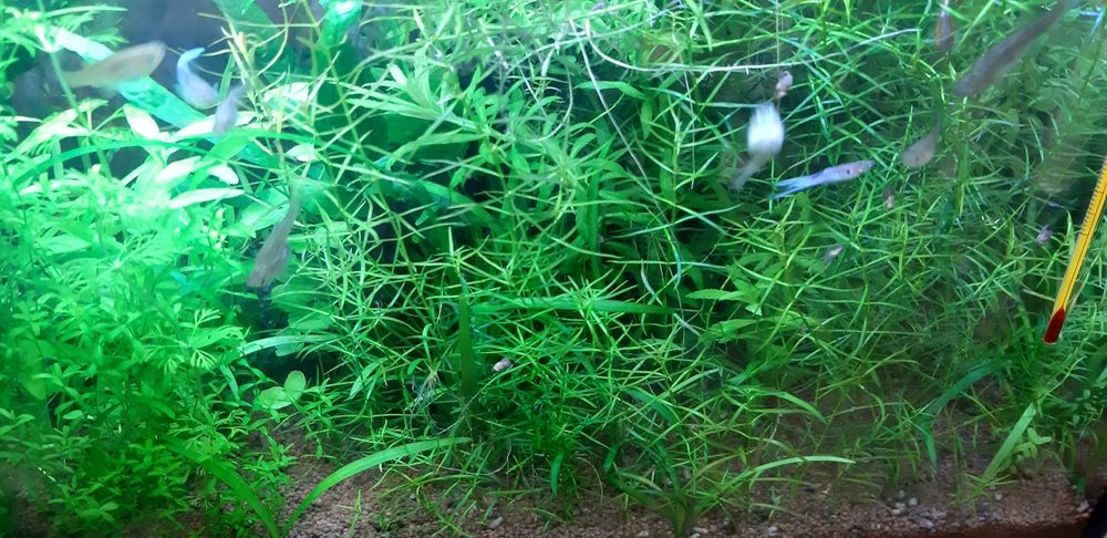 Lote plantas aquario