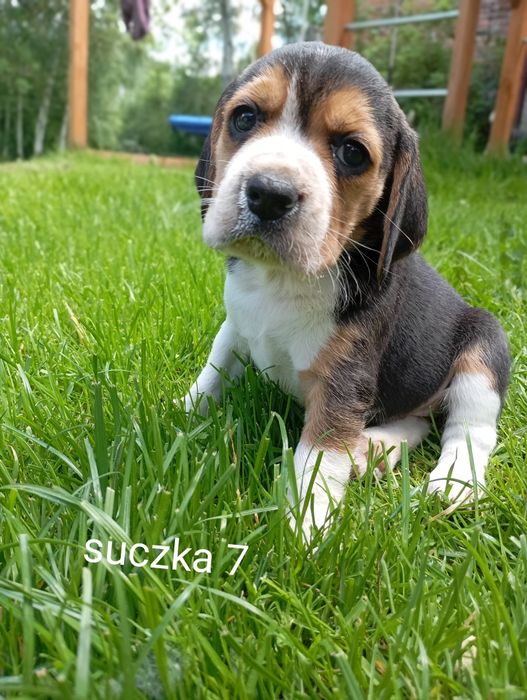 Piękny szczeniak Beagle