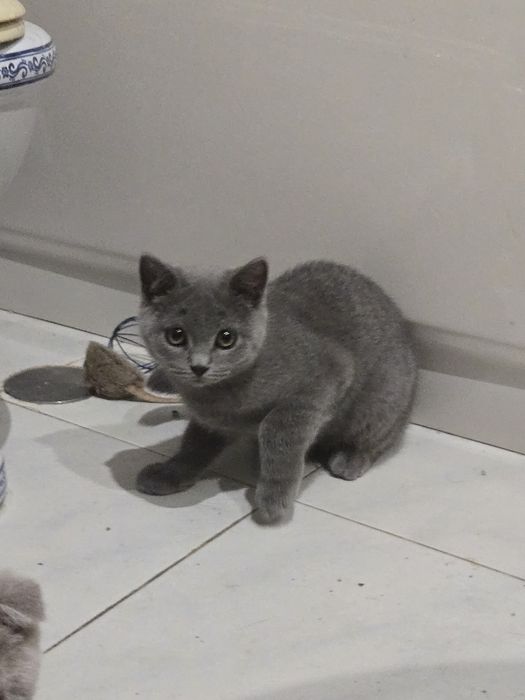 Gatinho Scotthish Straight