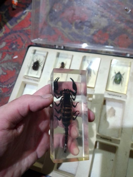 Продам насекомых застывшей смале