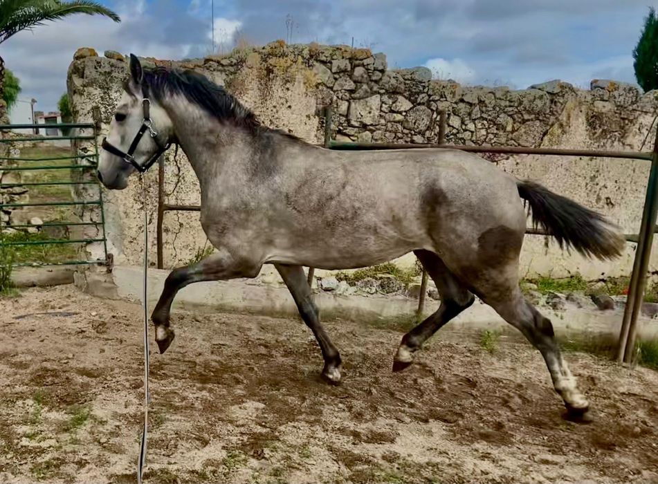 Animais lusitanos puros