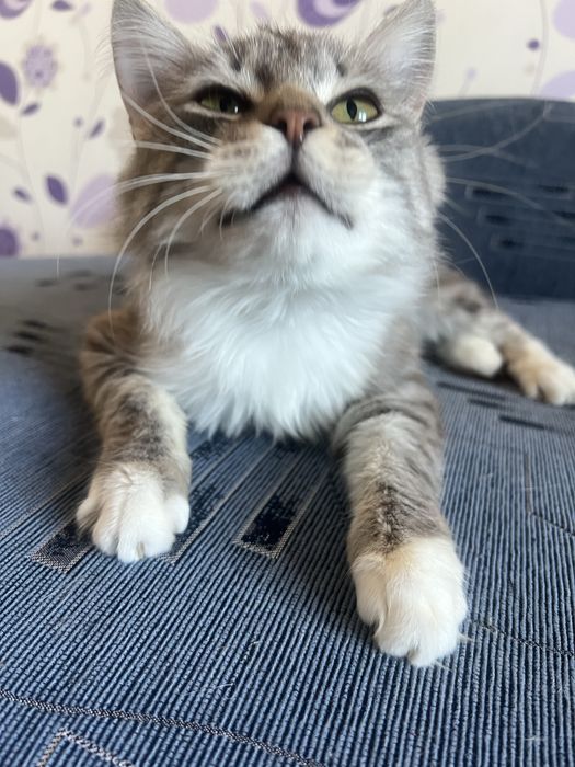 Котик в добрі руки