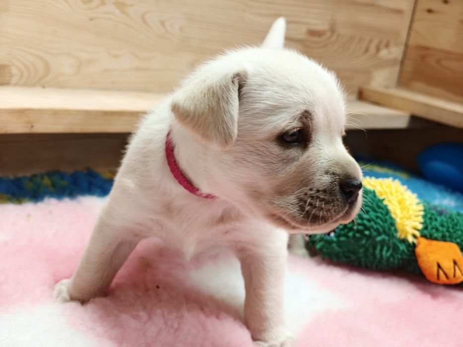Labrador Retriever suczka
