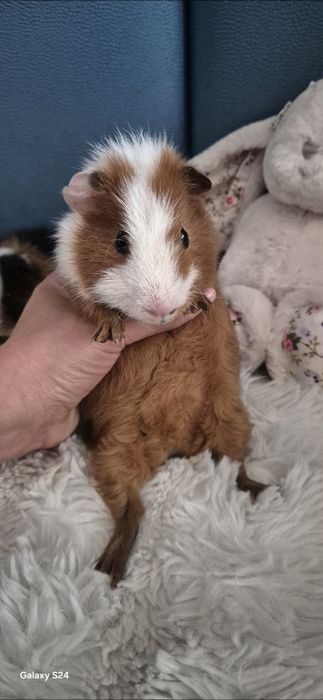 Świnka Morska Us Teddy Hodowla