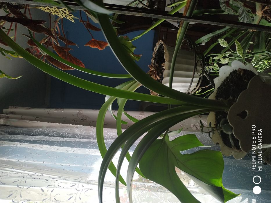 Продам вазони