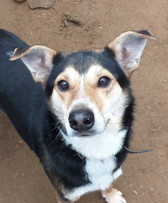 Twister czeka na dobry dom