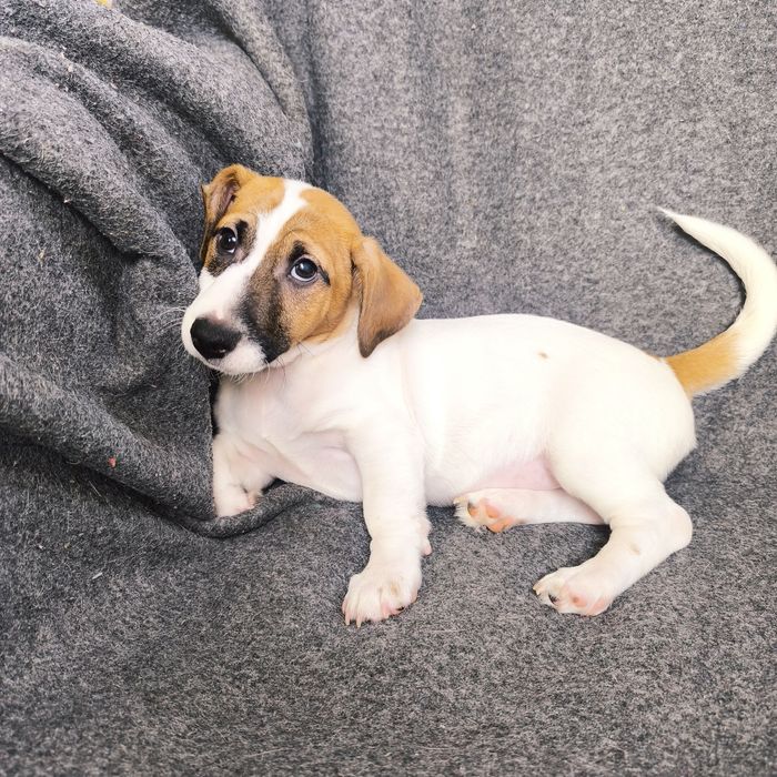 Хлопчик Джек Рассел тер'єр