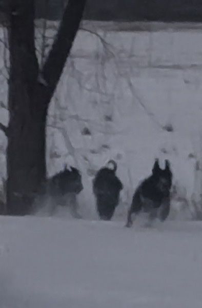 До продажу пропонуються цуценята породи Різеншнауцер