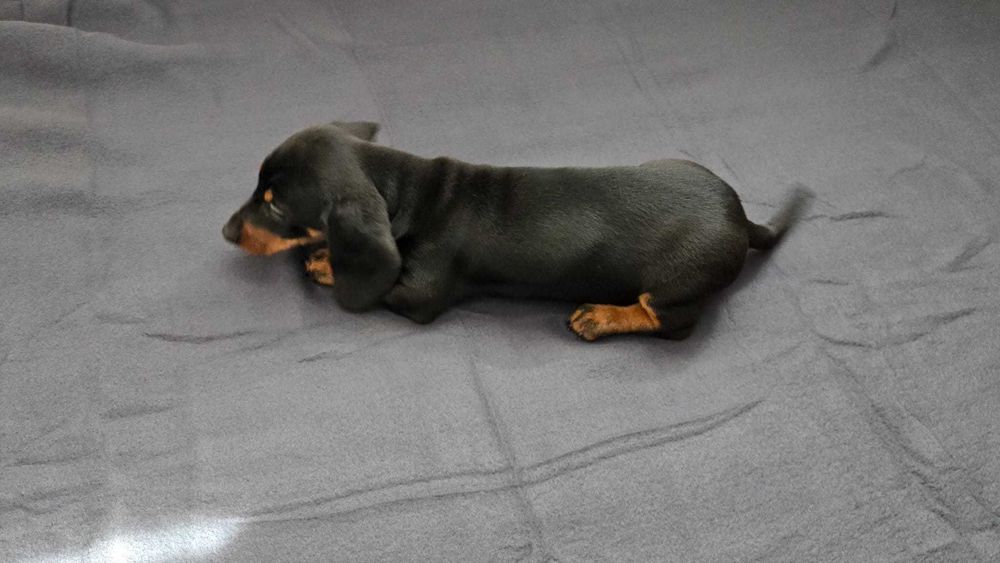 Teckel macho preto afogueado